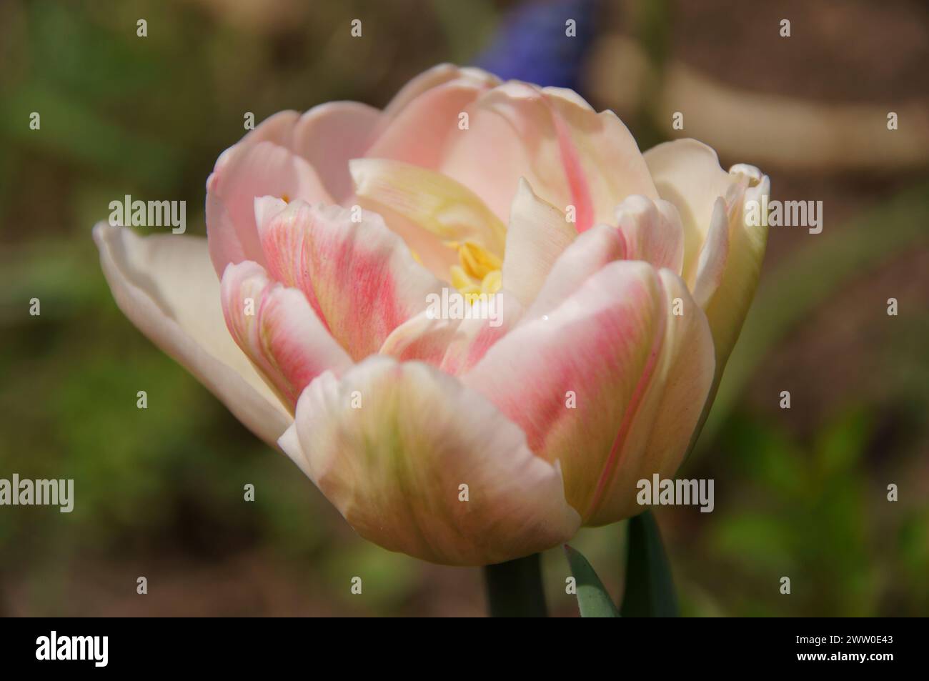 Eine Sammlung von Stiefmütterchen, Daisies und Rosen Stockfoto