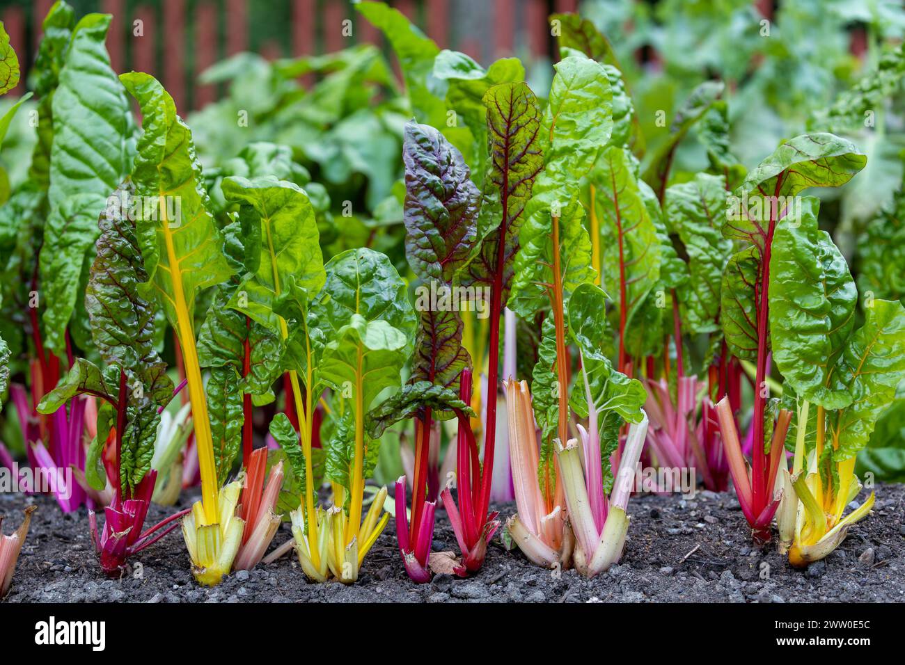 Goldene Rüben und Rote Bete wachsen im Gartenboden Stockfoto