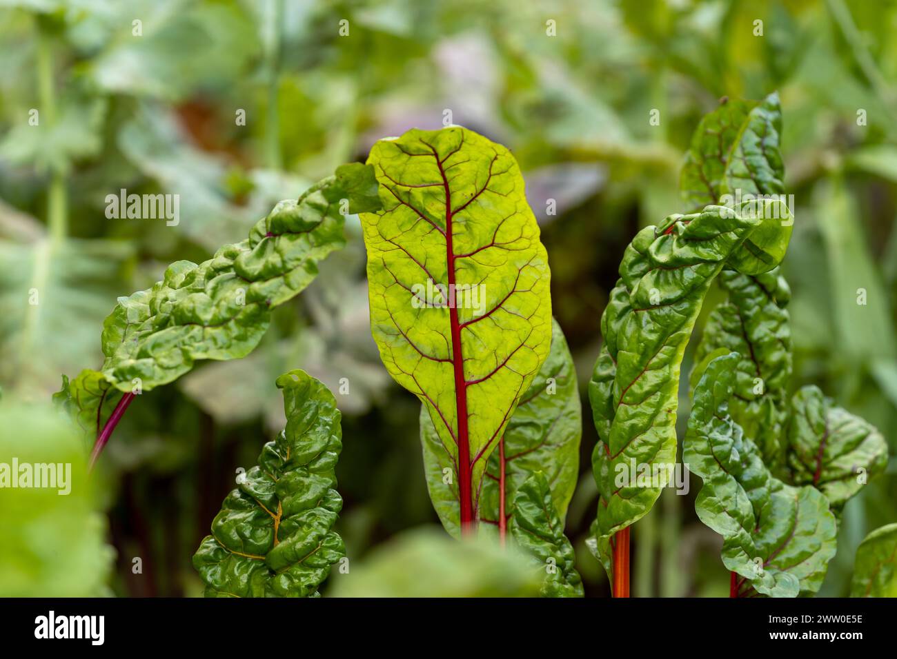 Rote Bete im Makrobild Stockfoto