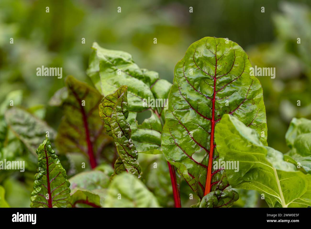 Rote Bete im Makrobild Stockfoto