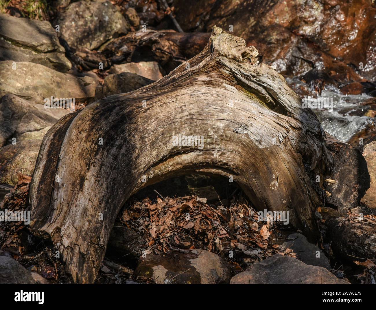 Gebogenes Holz Stockfoto