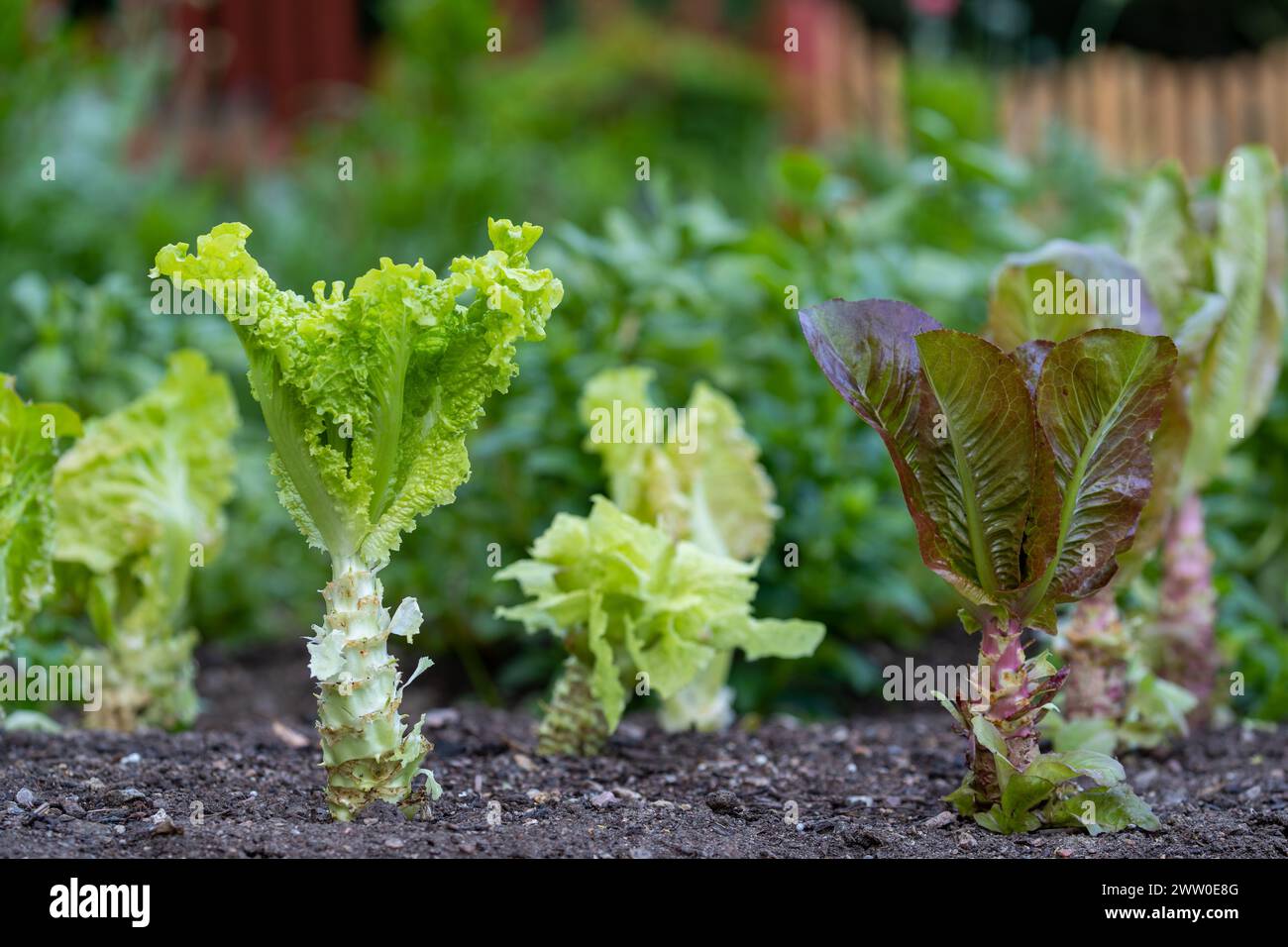 Salatsalat, der im Boden eines Gartens wächst Stockfoto