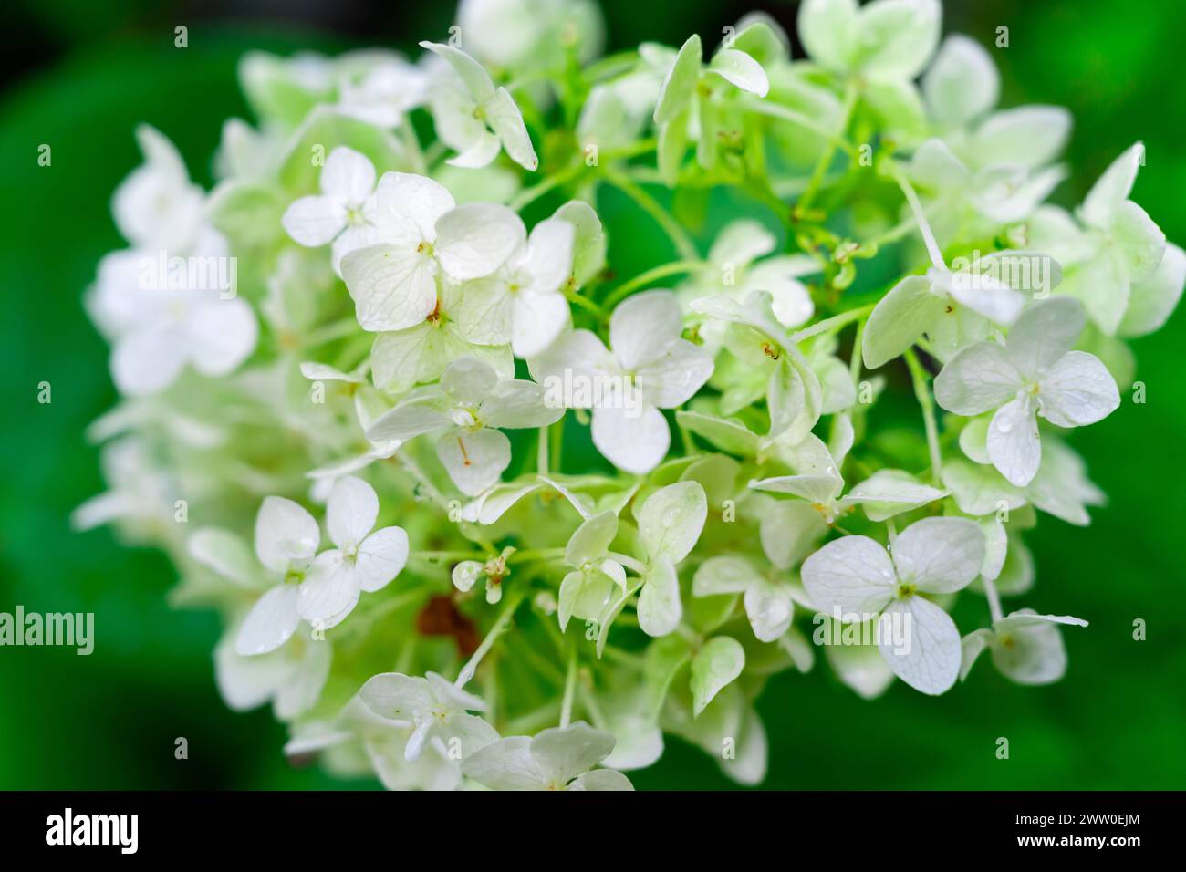 Blütenstände kleiner weißer Blüten auf grünem Hintergrund. Stockfoto