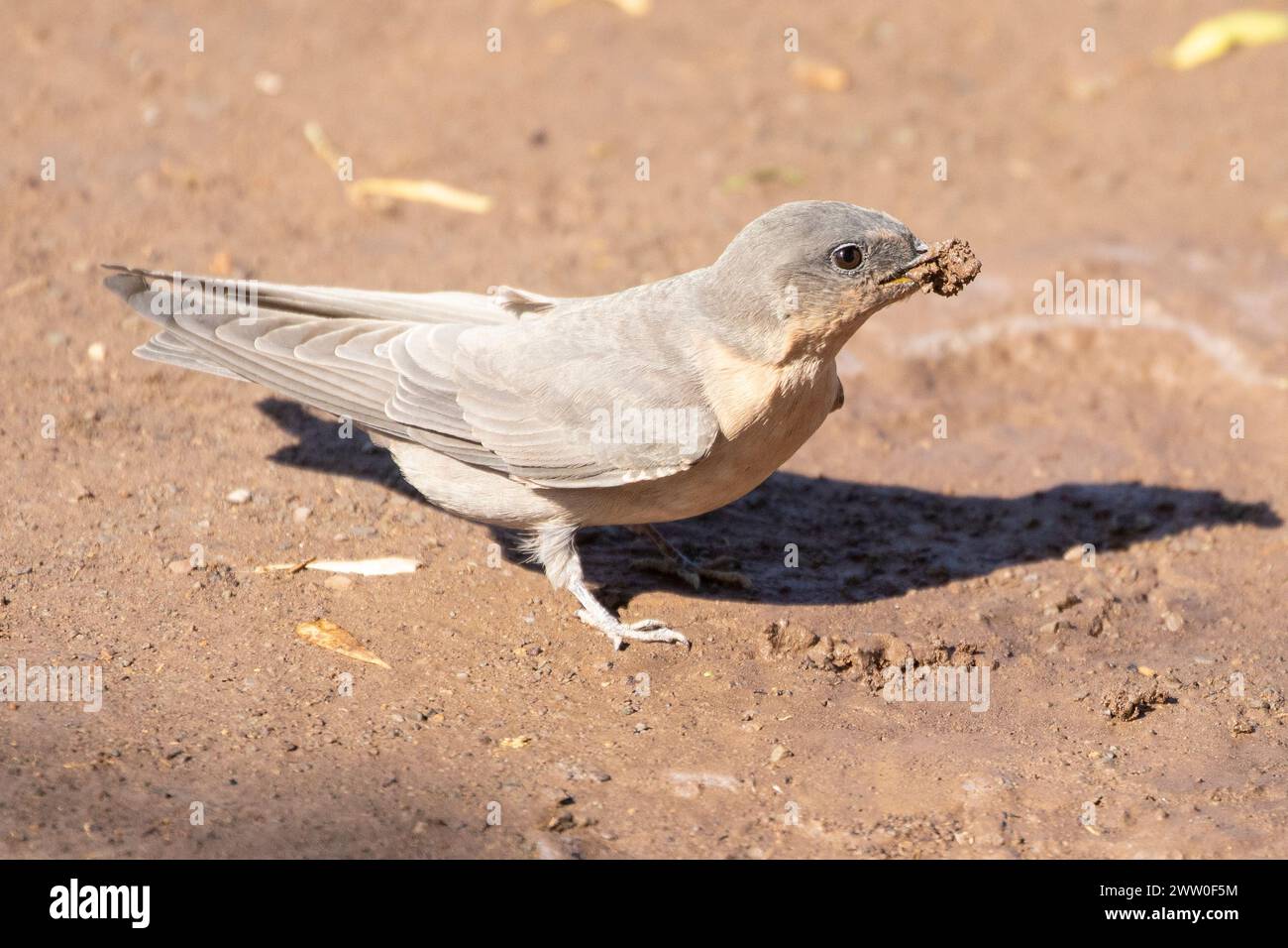 Rock Martin (Ptyonoprogne fuligula), Westkap, Südafrika, sammelt Schlamm für den Nestbau Stockfoto