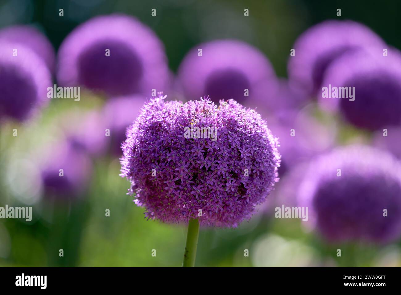 Lila Allium Giganteum Blumen Aus Nächster Nähe. Eine Ansammlung von hell-violetten allium-Blüten, die in einem Garten wachsen. Stockfoto