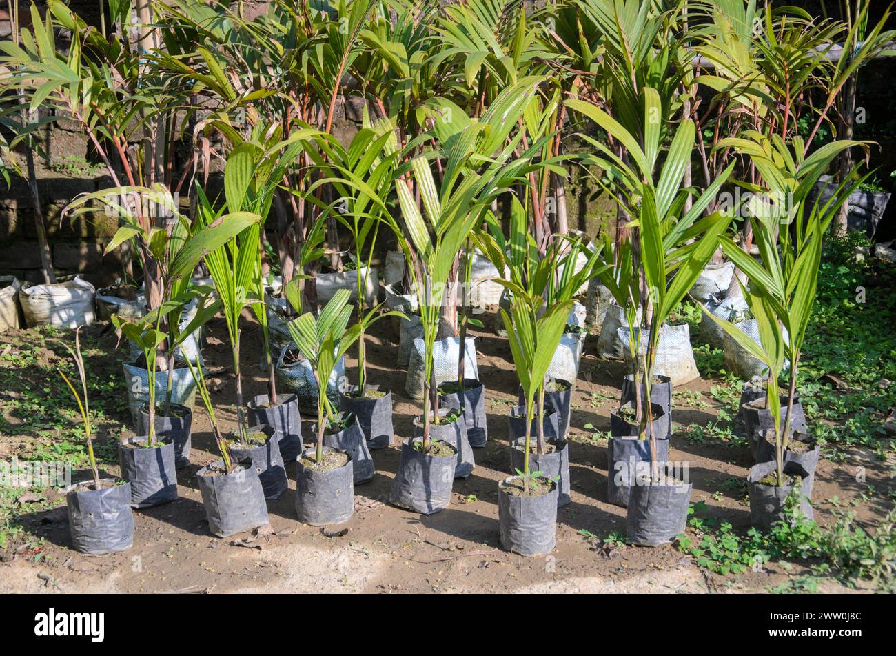 Kokospflanzen wachsen im Garten Stockfoto