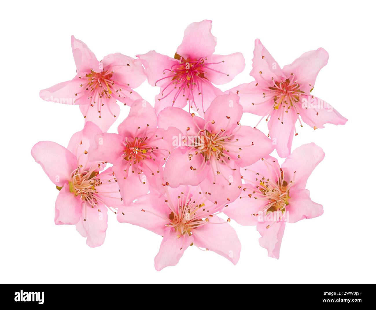 Blühende Pfirsichblüten isoliert auf weißem Hintergrund, Prunus persica Stockfoto