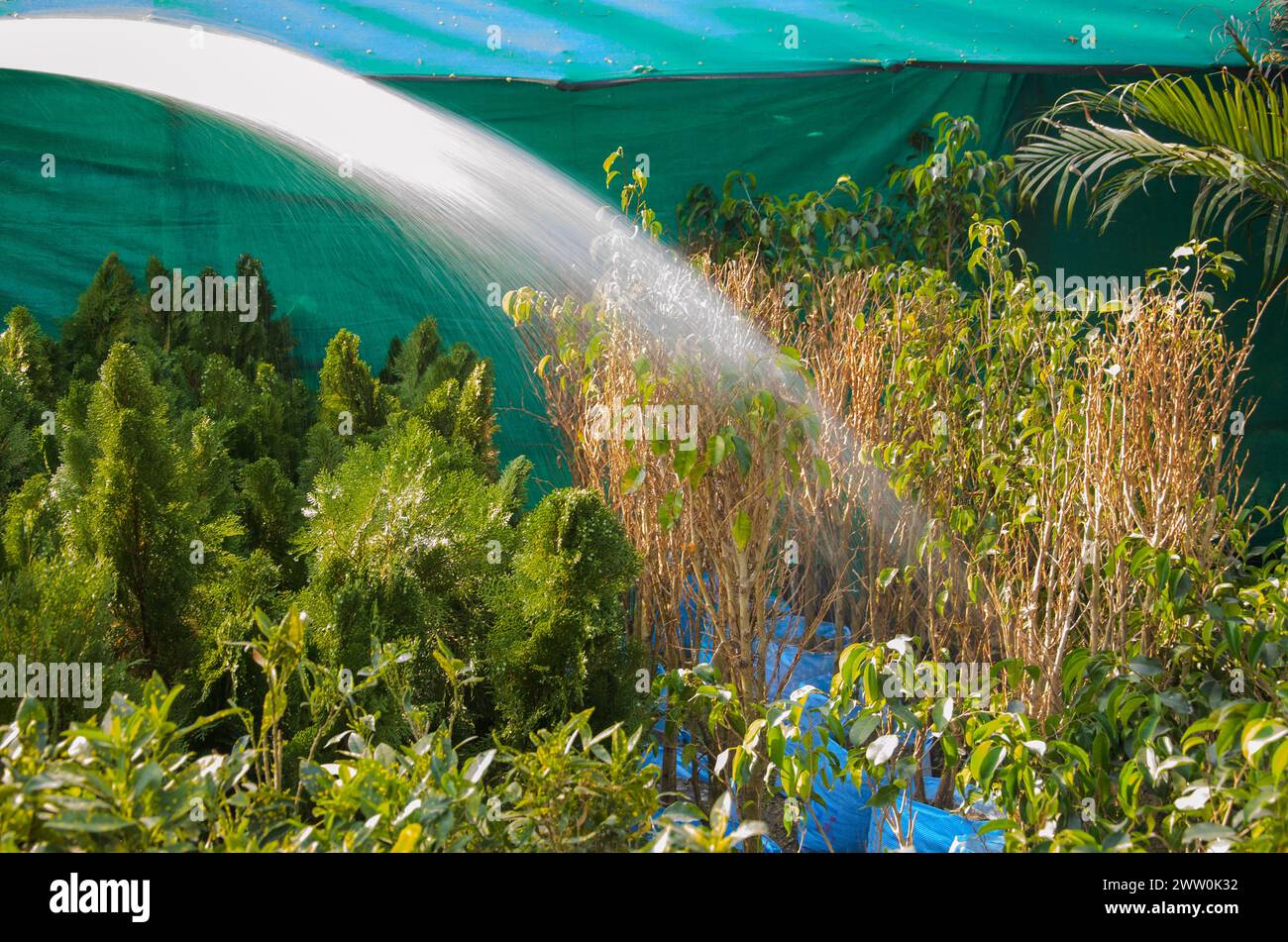 Bewässerung von Pflanzen in der Sommersaison Stockfoto