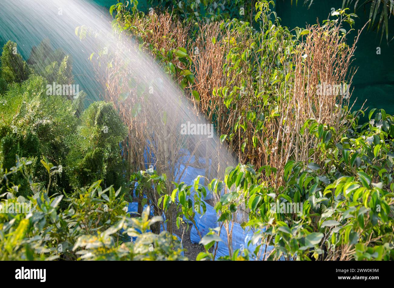 Bewässerungspflanzen mit Wasserdusche Stockfoto