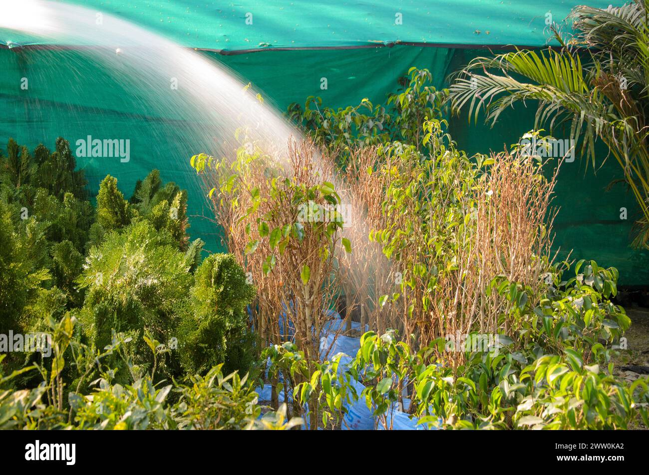 Ein Mann, der Pflanzen in der Sommersaison gießt Stockfoto