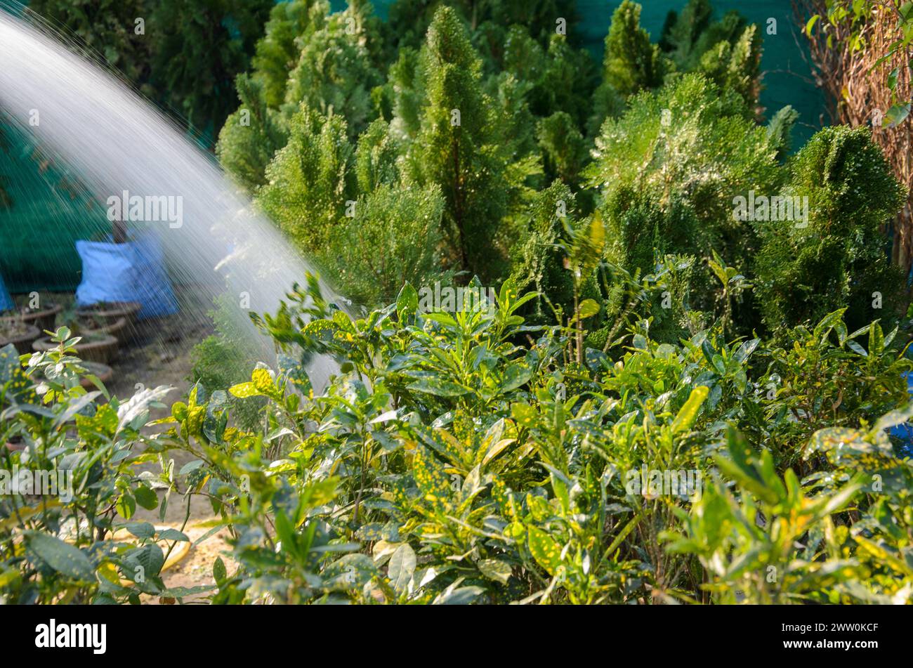 Bewässerungspflanzen mit Wasserdusche Stockfoto