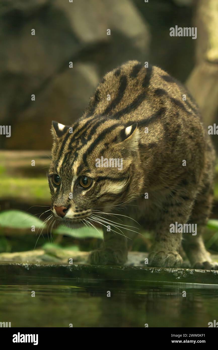 Fischen-Katze (Prionailurus Viverrinus). Tierwelt Tier. Stockfoto