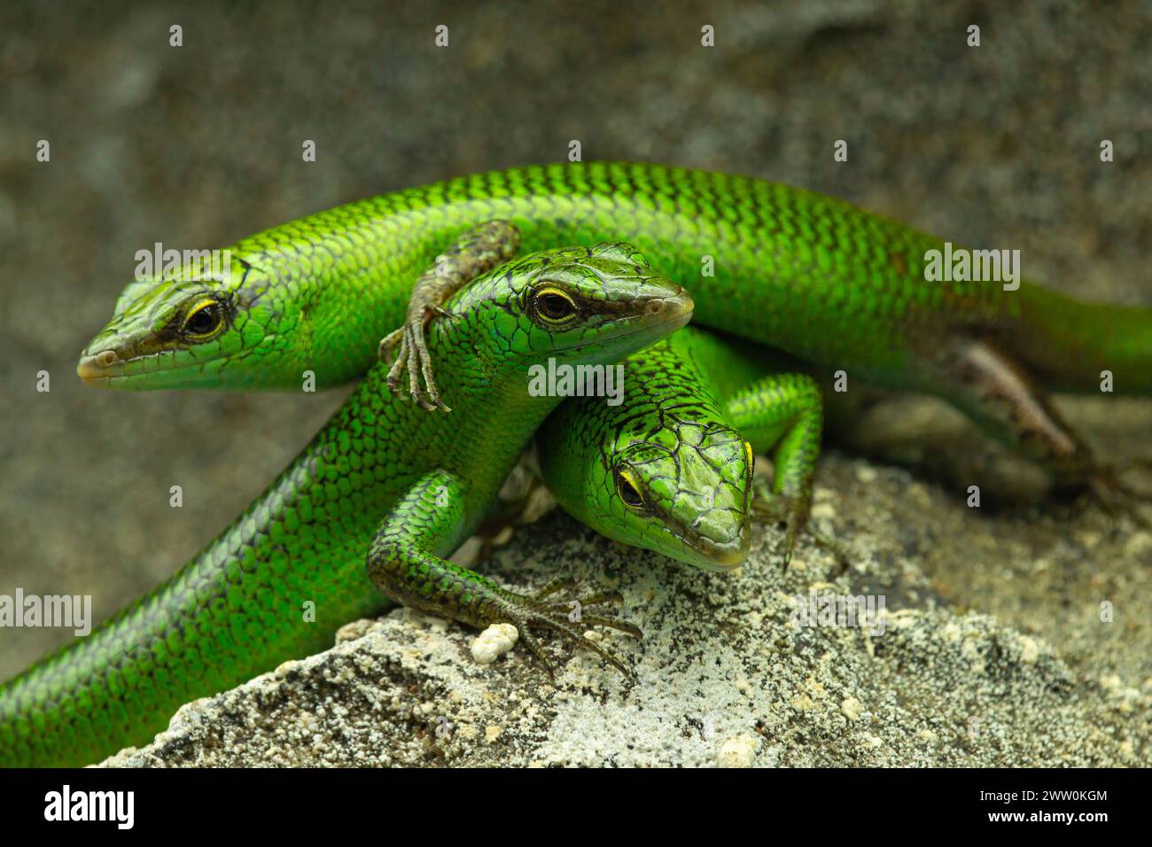 Ein paar grüne Eidechsen sitzen auf einer Steinmauer Stockfoto