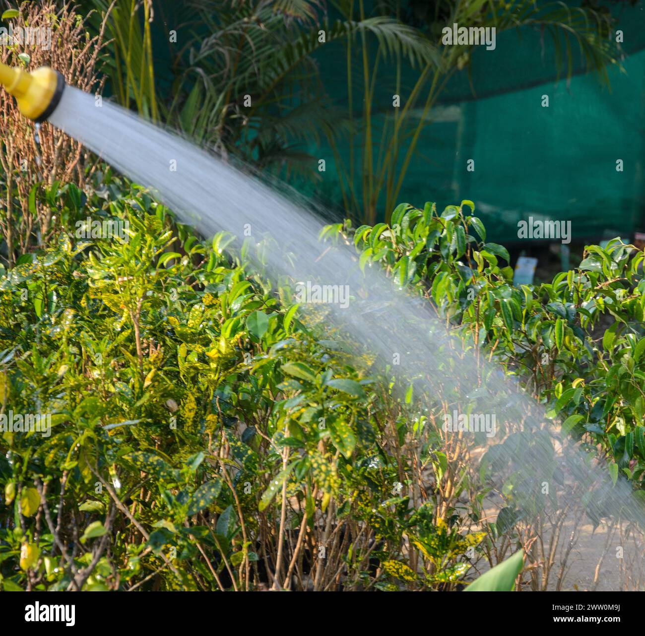 Ein Mann, der die Pflanzen tränkt Stockfoto