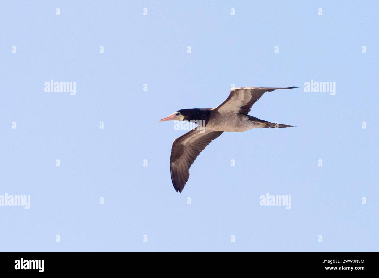 Unreife weibliche Brown Booby ( Sula leucogaster), Lambert's Bay, Bird Island, Westküste, Südafrika ein seltener Vagrant für Südafrika Stockfoto