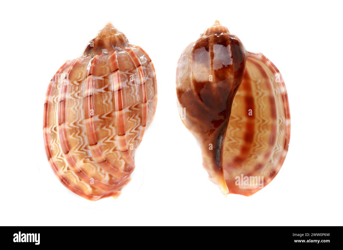 cockleshell auf beiden Seiten isoliert auf weißem Hintergrund Stockfoto