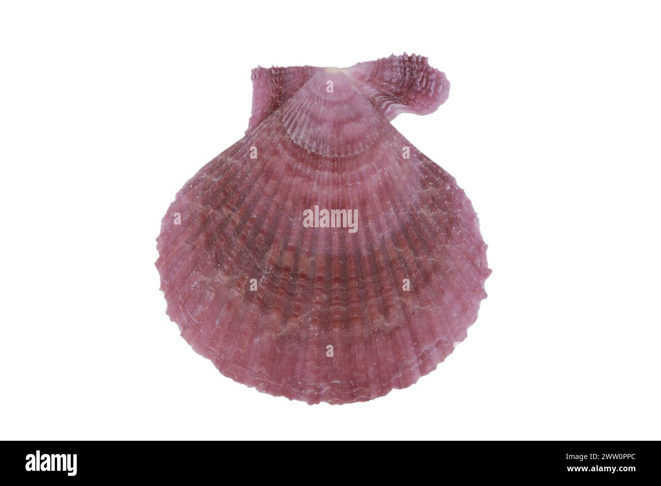 cockleshell auf weißem Hintergrund Stockfoto