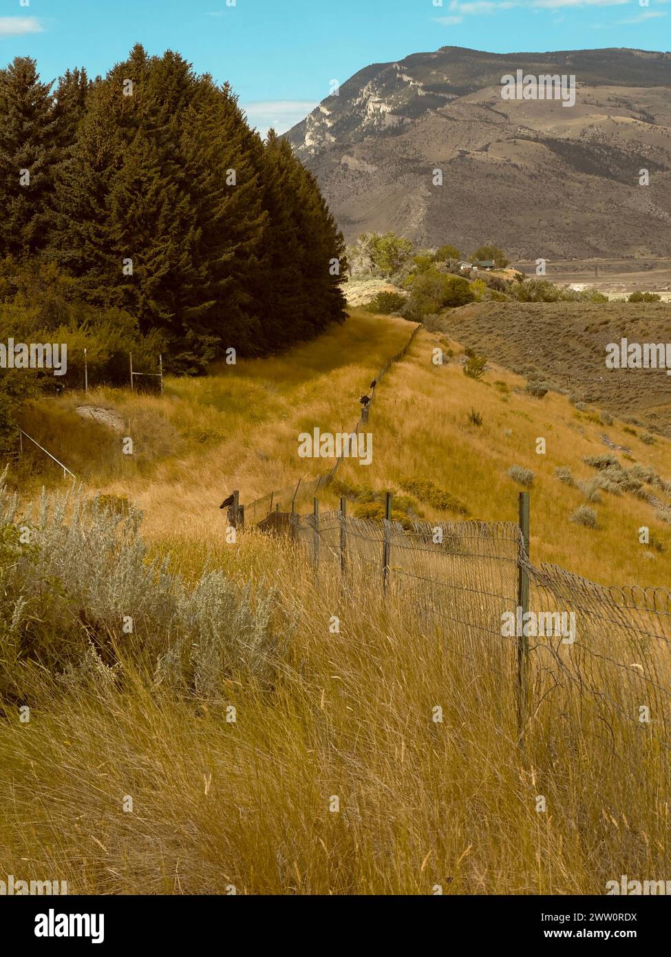 Cody, Wyoming, USA, westliche Landschaft mit Blick auf Berge und Hügel entlang einer langen Linie von Drahtzäunen. Vögel sitzen im Spätsommer oder Herbst auf Zaunpfosten. Stockfoto