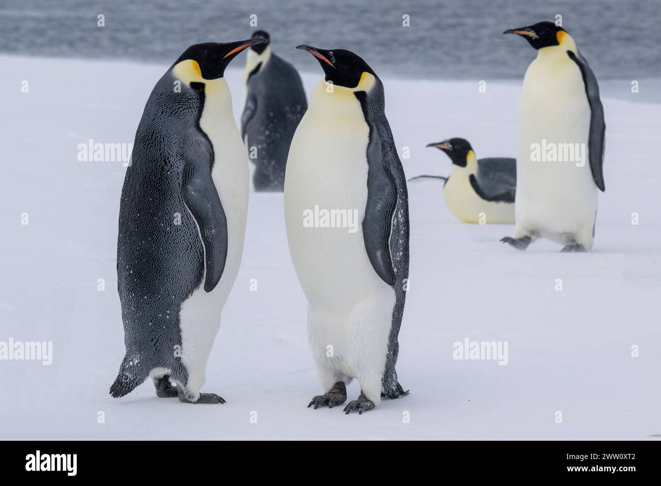 Antarktis, Rossmeer, McMurdo Sound entlang der schnellen Eiskante bei 77° 52,40 S 166° 42,44 E. Kaiserpinguine (Aptenodytes fosteri) -25° C. Stockfoto Antarktis, Rossmeer, McMurdo Sound entlang der schnellen Eiskante bei 77° 52,40 S 166° 42,44 E. Kaiserpinguine (Aptenodytes fosteri) -25° C. Stockfoto