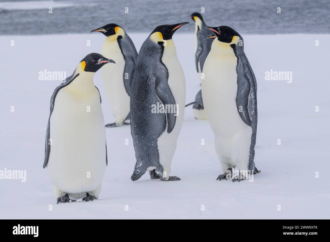 Antarktis, Rossmeer, McMurdo Sound entlang der schnellen Eiskante bei 77° 52,40 S 166° 42,44 E. Kaiserpinguine (Aptenodytes fosteri) -25° C. Stockfoto Antarktis, Rossmeer, McMurdo Sound entlang der schnellen Eiskante bei 77° 52,40 S 166° 42,44 E. Kaiserpinguine (Aptenodytes fosteri) -25° C. Stockfoto