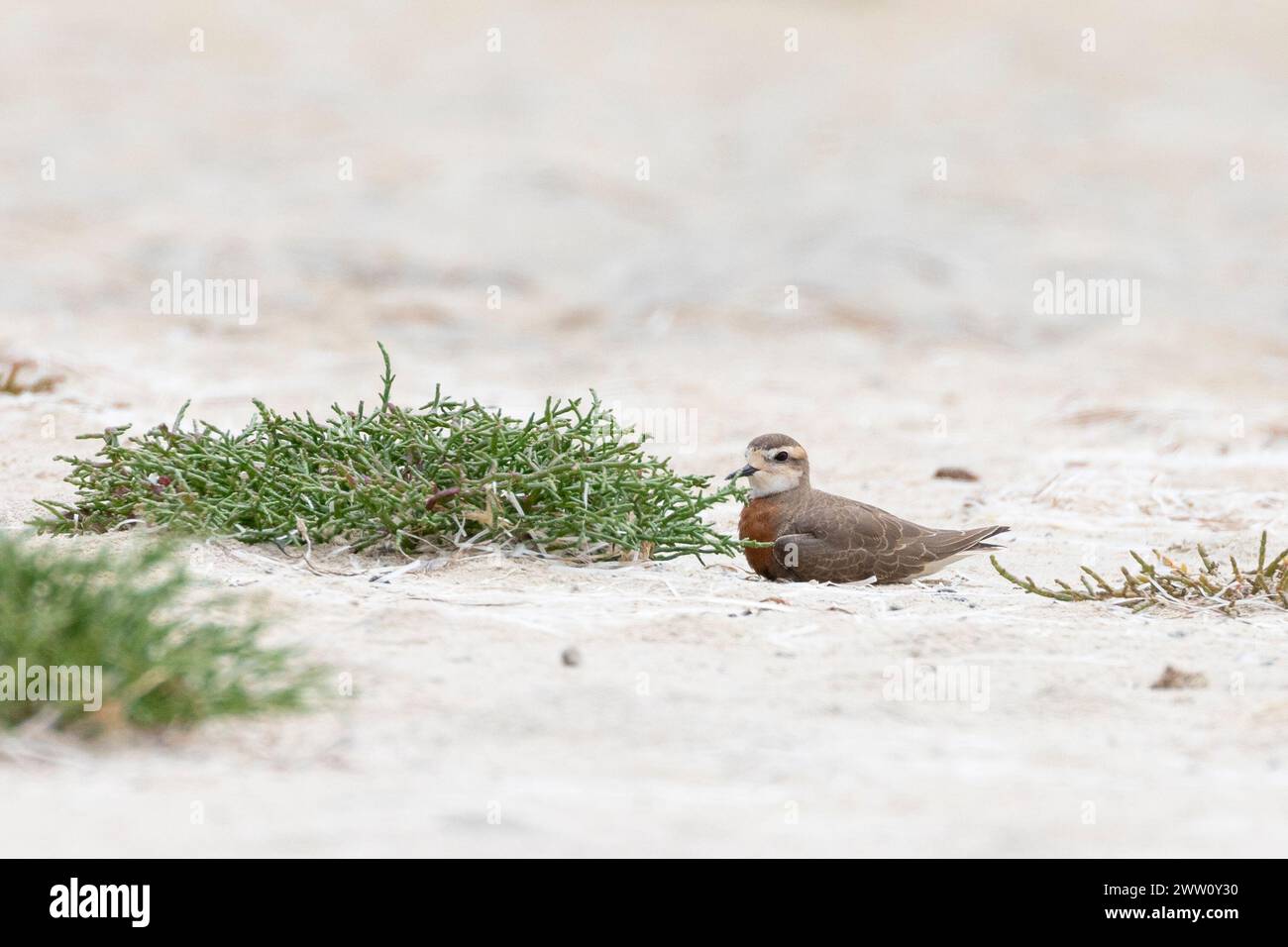 Zucht männlicher Kaspischer Plover (Charadrius asiaticus), Schutz vor Wind, Heuningnes River Estuary, de Mond, Westkap, Südafrika. Seltener Palearkt Stockfoto