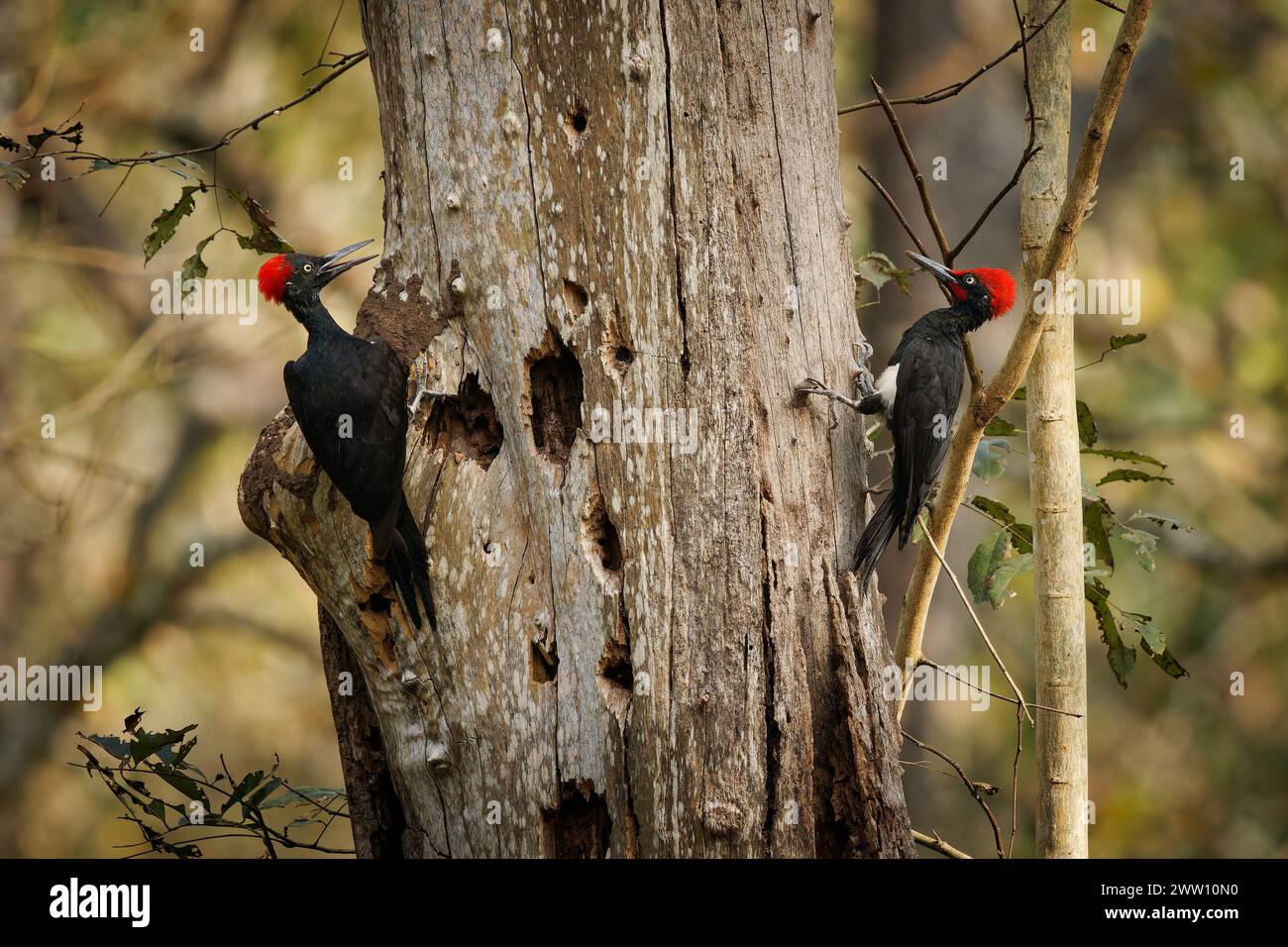 Weißbauchspecht oder großer Schwarzspecht - Dryocopus javensis ist ein Vogel aus immergrünen Wäldern im tropischen Asien. Paar männliche und weibliche Futtermittel Stockfoto