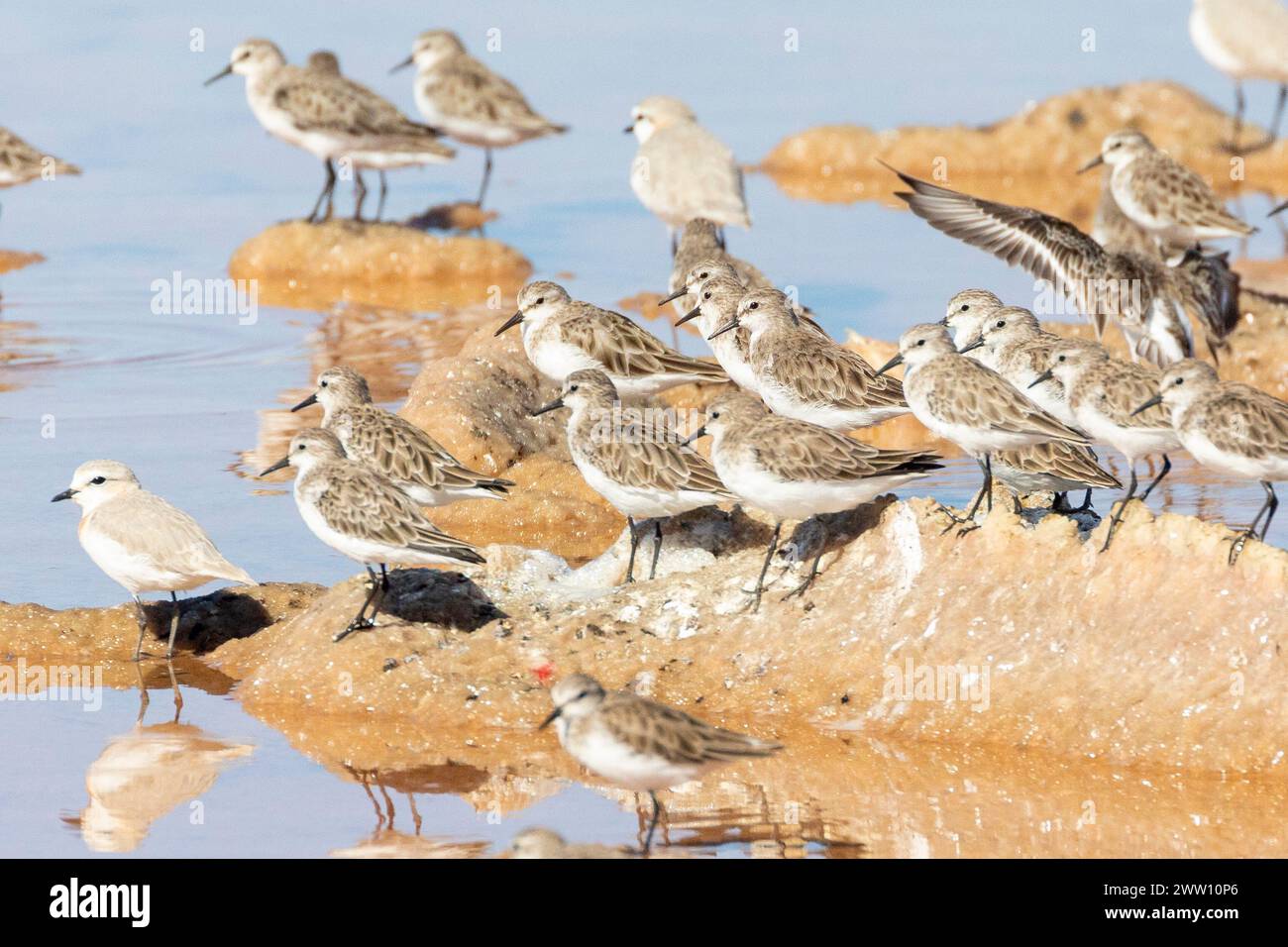 Herde von nicht brütenden kleinen Stints (Calidris minuta) mit Kastanienbändern Plover Velddrif, Mündung des Berg River, Westküste, Westkap, Südafrika Stockfoto