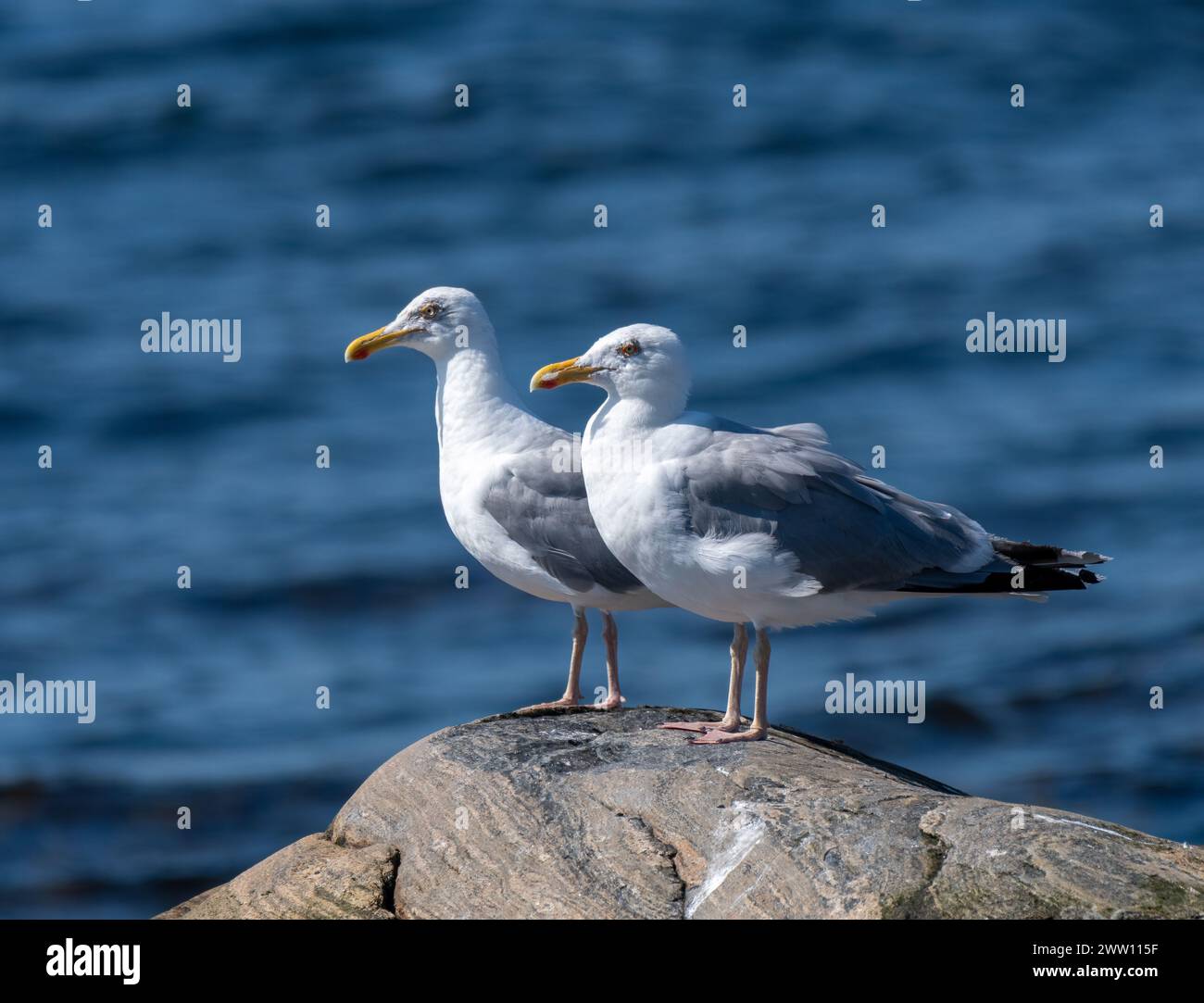 Zwei Heringsmöwen stehen auf einem Felsen Stockfoto