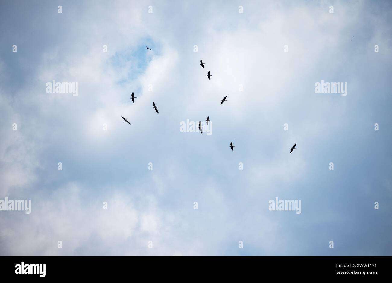 Eine Schar von Pelikankreisen am Himmel vor dem Hintergrund wunderschöner Cumulus-Wolken Stockfoto