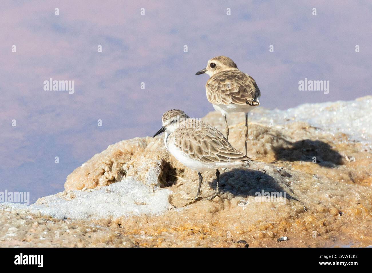 Kleiner Stint (Calidris minuta) mit jungen Kittlitz's Plover, Velddrif, Berg River Mündung, Westküste, Westkap, Südafrika Stockfoto