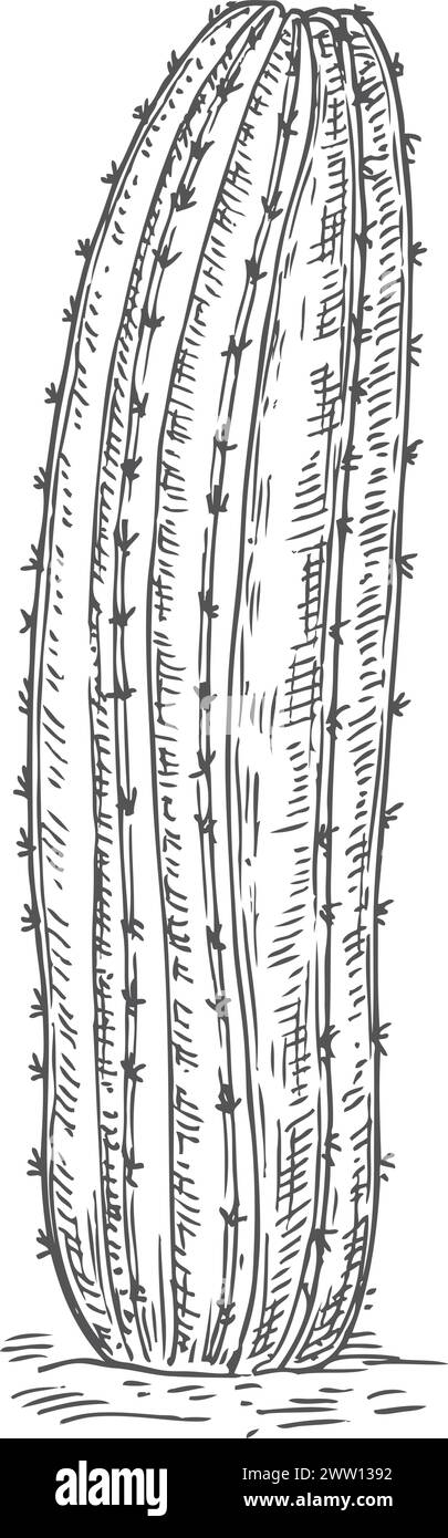 Skizze der wachsenden Kakteen. Wüstenpflanze. Sukkulente Zeichnung Stock Vektor