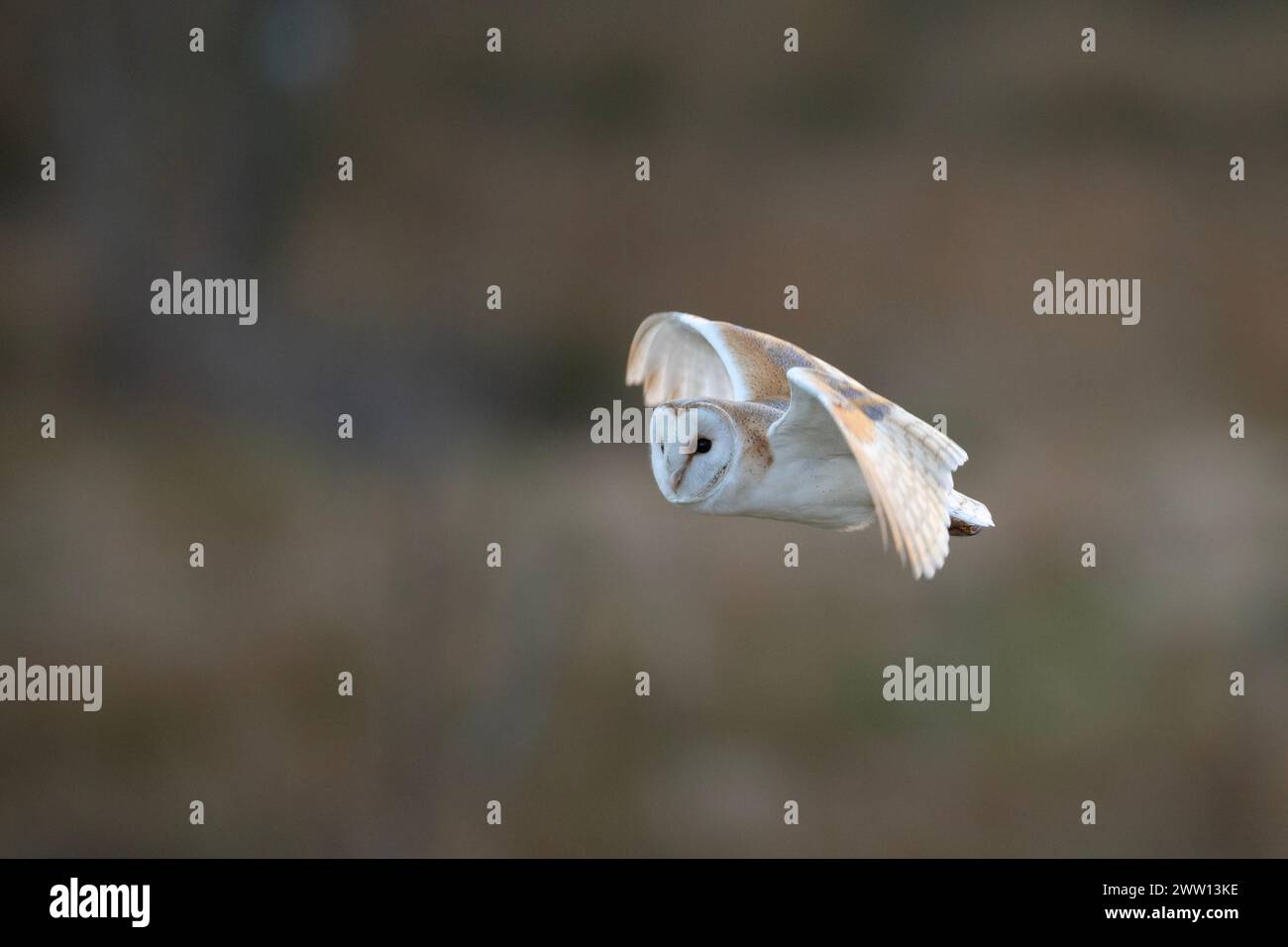 Scheuneneule (Tyto alba) im Flug im Peak District Nationalpark, England Stockfoto