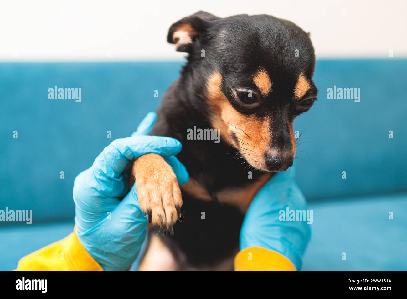 Verfahren zum Schneiden der Klauennägel eines kleinen Hunderassen mit einem Nagelschneider, Tierarzt mit kleinem schwarzen Hund, Nahaufnahme des Hundes Stockfoto