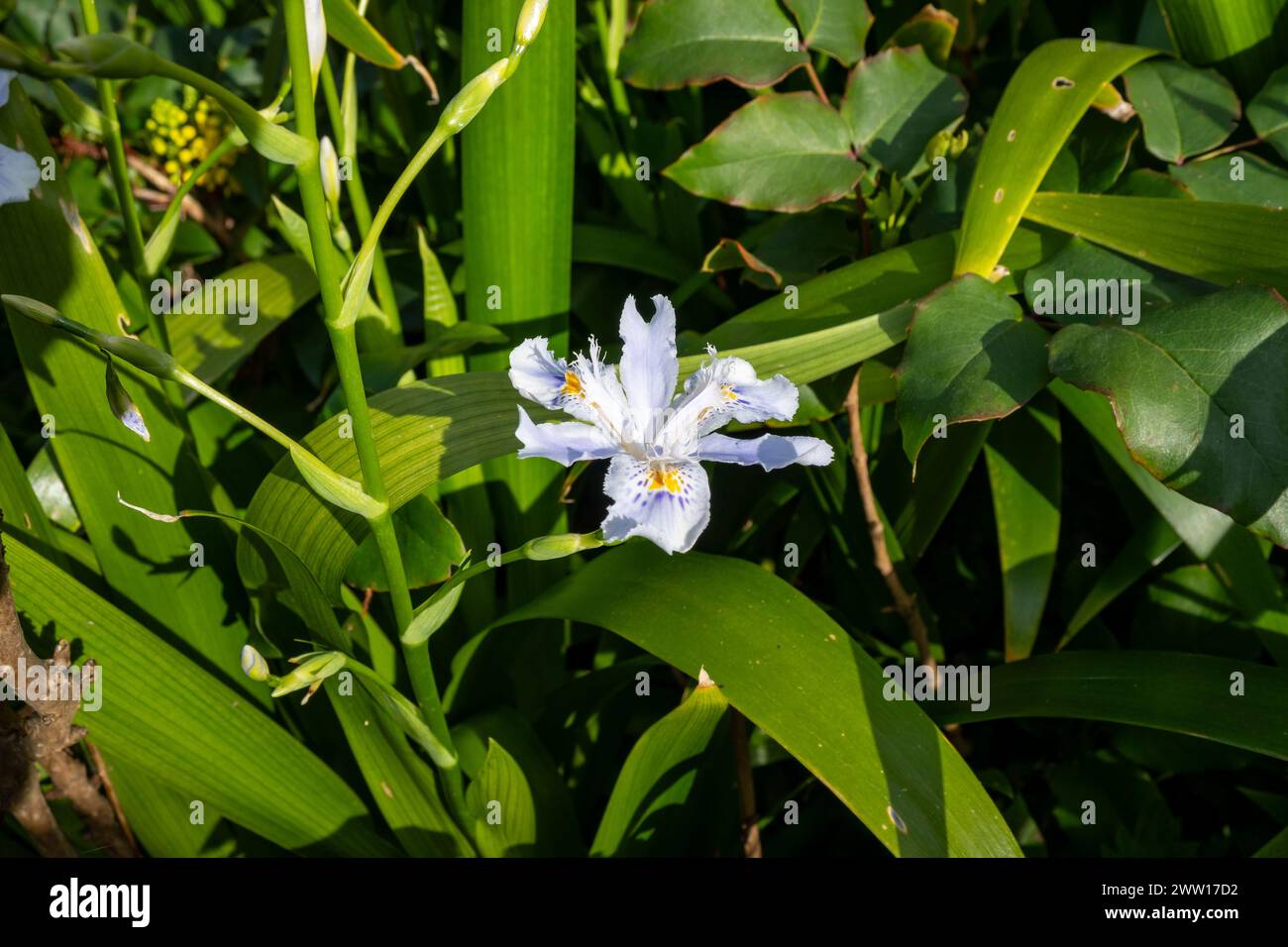 Iris japonica, gemeinhin als gesäumte Iris, Shaga und Schmetterlingsblume bekannt, ist eine aus China und Japan stammende Heimat. Stockfoto