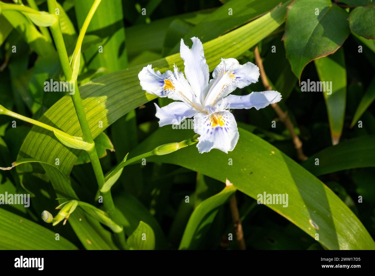 Iris japonica, gemeinhin als gesäumte Iris, Shaga und Schmetterlingsblume bekannt, ist eine aus China und Japan stammende Heimat. Stockfoto