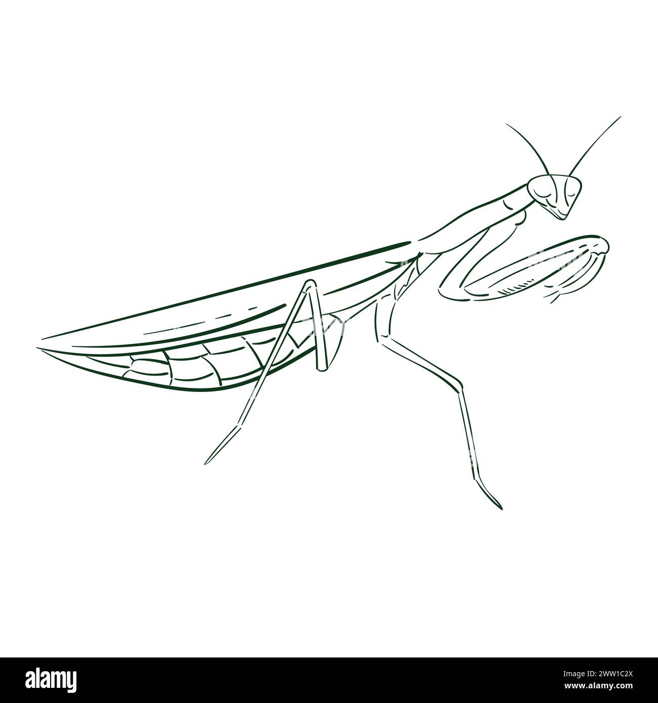 Betende Mantis-Umrissvektor isoliert auf weißem Hintergrund. Illustration der Linienkritzelung. Insekten. Für Buch, zeitschriftenartikel Stock Vektor