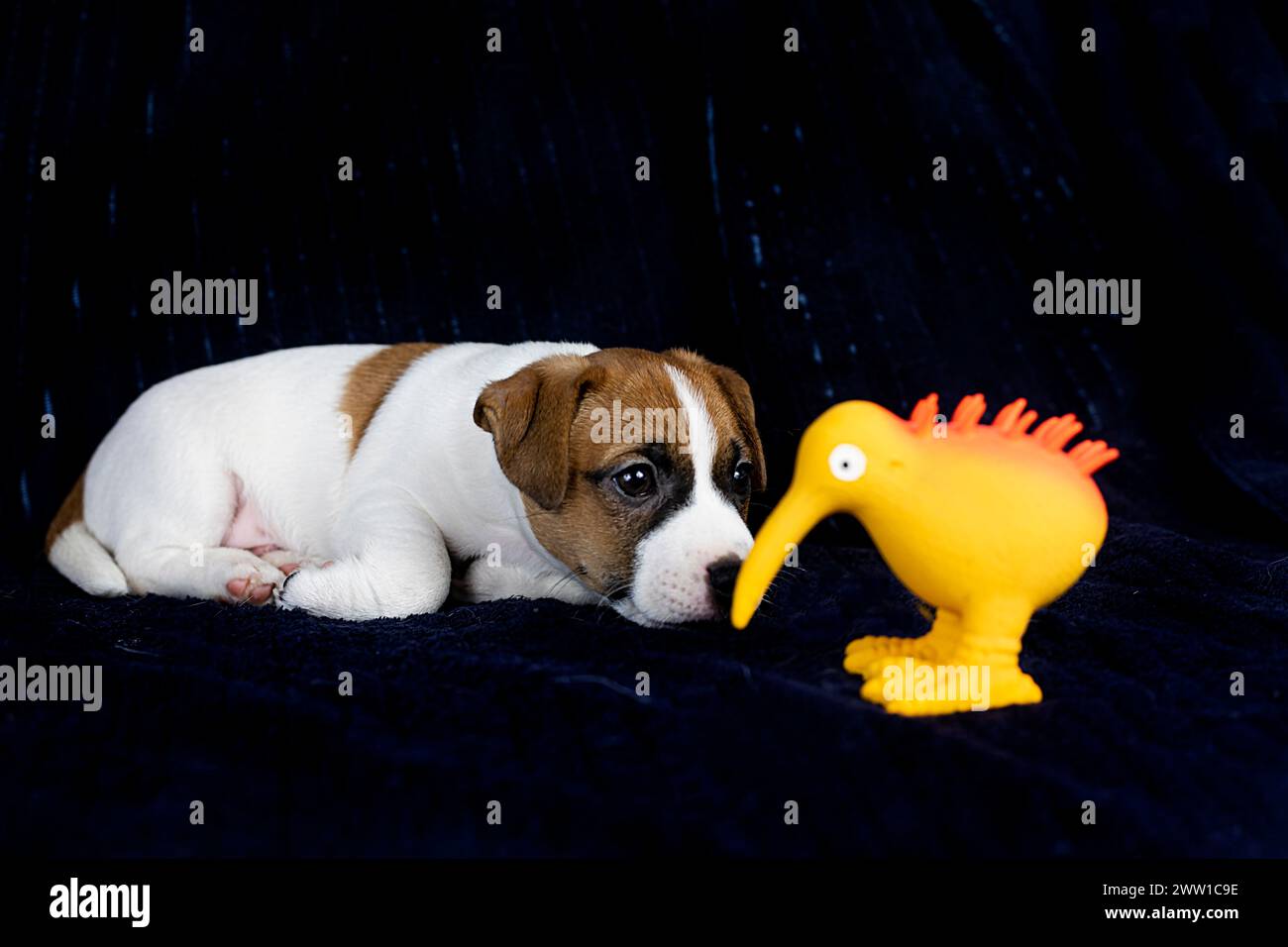 Little Jack Russell Terrier Welpe schnüffelt einen Spielzeug Kiwi Vogel auf dunklem Hintergrund. Pflege und Aufzucht von Welpen Stockfoto