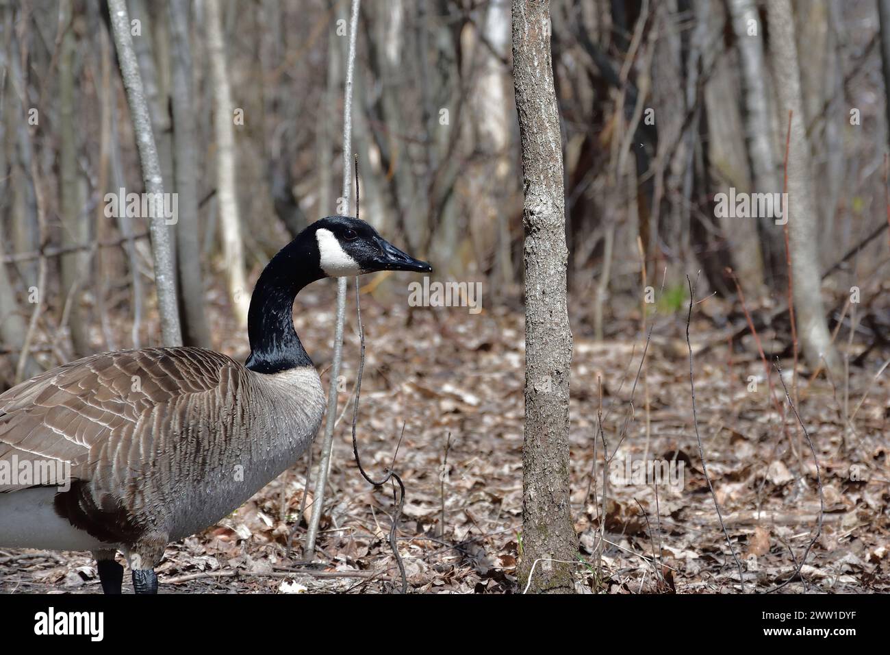 Kanadische Gans im Frühjahr. Branta canadensis Stockfoto