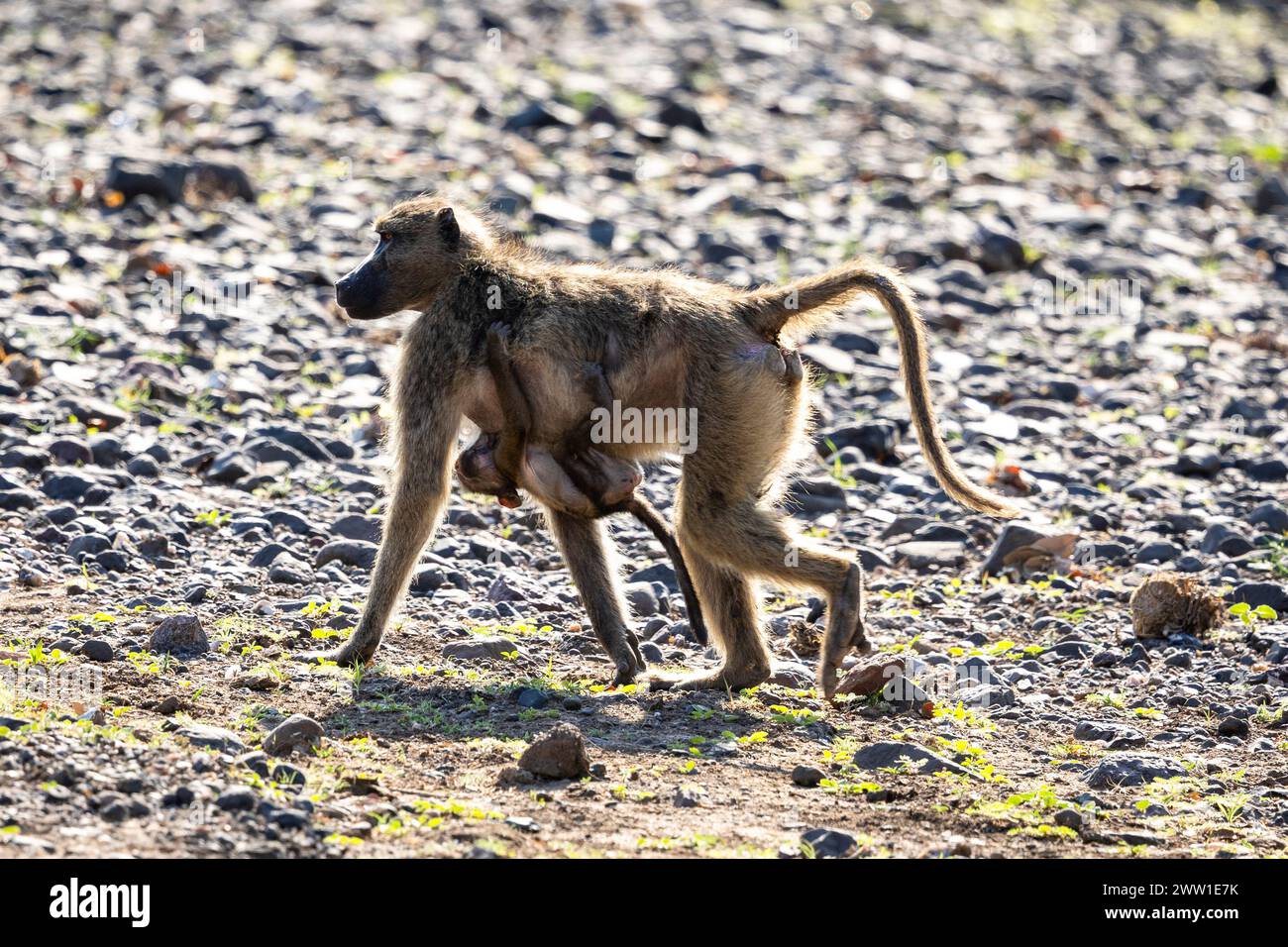 Pavian und Mutter gehen in Botswana, Afrika Stockfoto