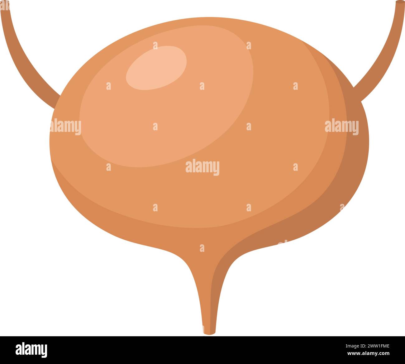 Blase-Zeichentricksymbol. Menschliche Anatomie. Internes Organ Stock Vektor