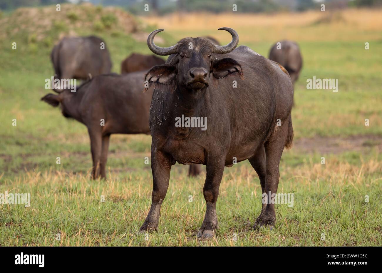Afrikanischer Büffel in Botswana, Afrika Stockfoto