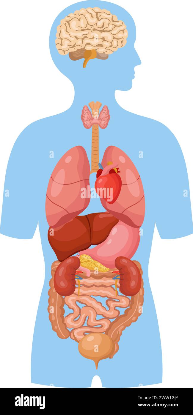 Menschliche innere Organe. Medizinische Illustration. Anatomieausbildung Stock Vektor