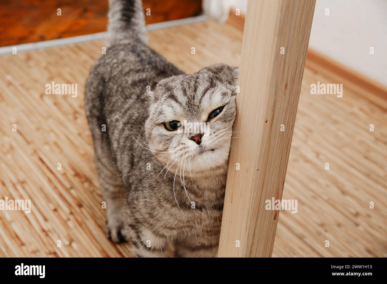 Eine Scottish Fold Katze mit markanten gefalteten Ohren schaut um einen Holztisch, die Katze zeigt Zärtlichkeit und Liebe und reibt sich gegen den Tisch Stockfoto