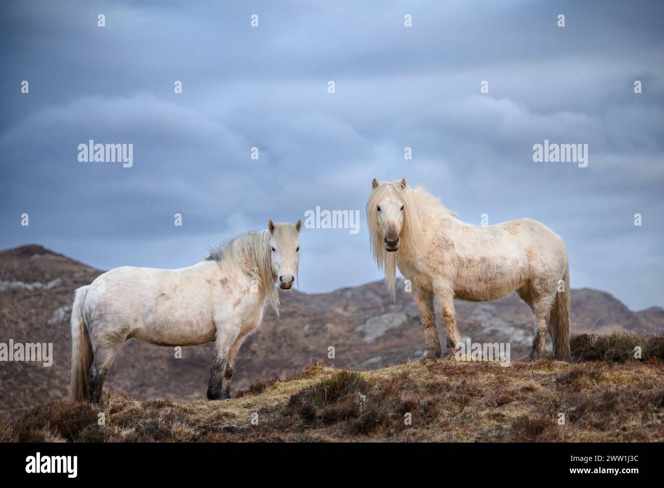 Highland Ponies auf dem Eishken Estate auf der Isle of Lewis and Harris, Outer Hebriden, Schottland. Stockfoto