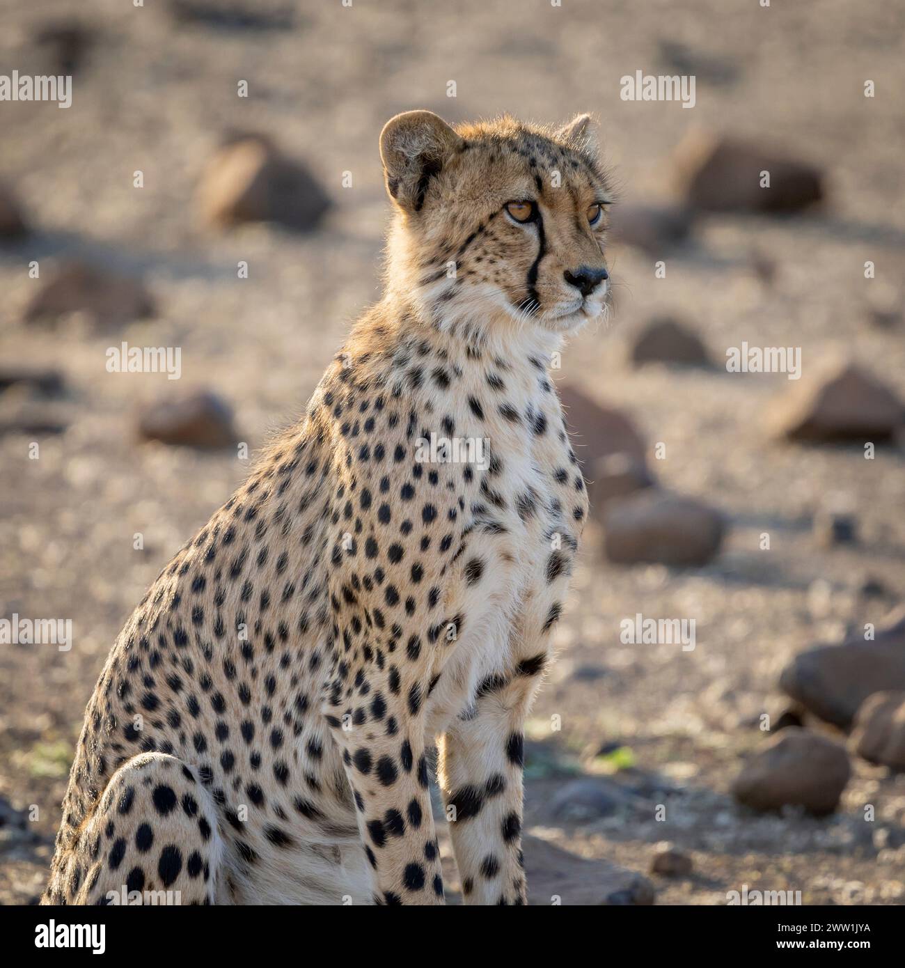 Nahaufnahme eines Geparden in Botswana, Afrika Stockfoto