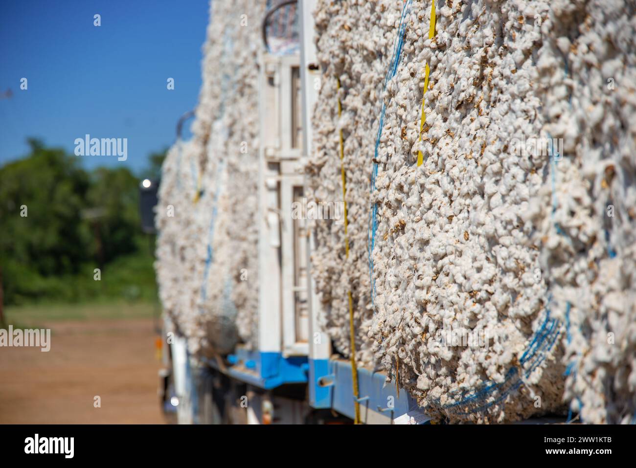 Baumwollproduktion, die per LKW an die Fabriken versandt werden kann. Stockfoto