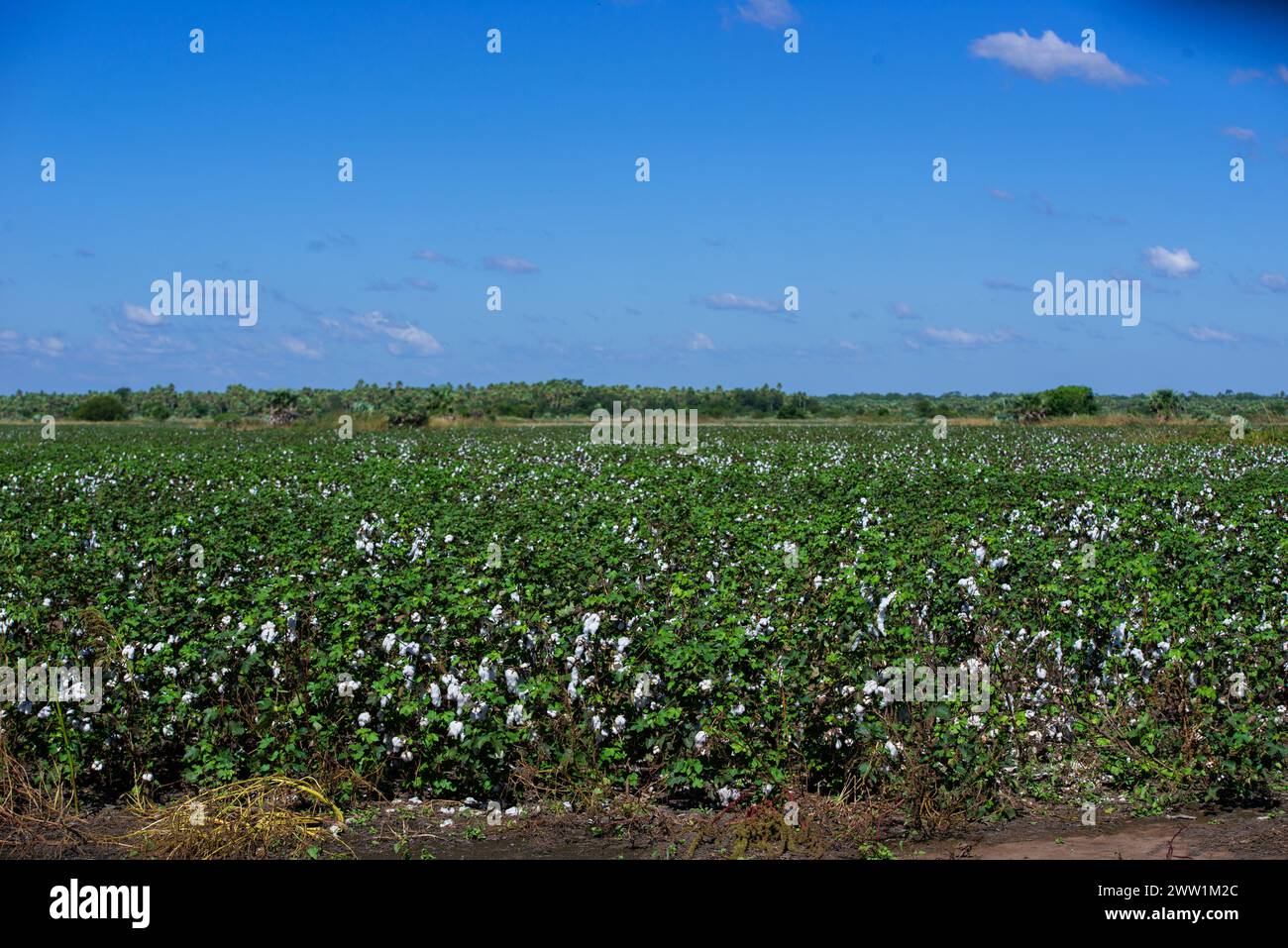 Baumwollfelder bereit für die Ernte. Stockfoto