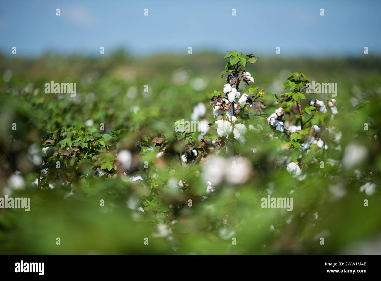 Baumwollfelder bereit für die Ernte. Stockfoto