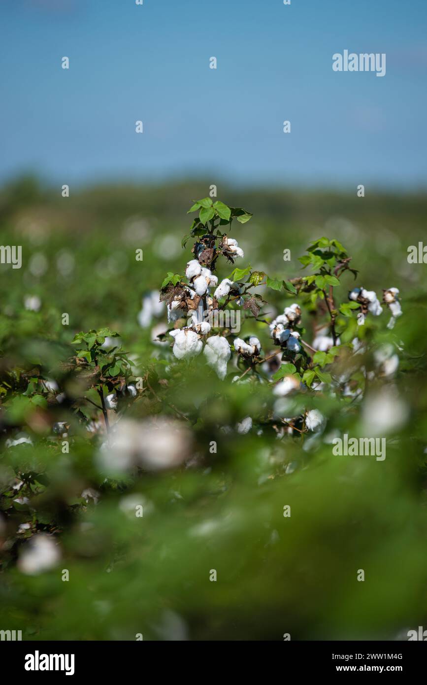 Baumwollfelder bereit für die Ernte. Stockfoto