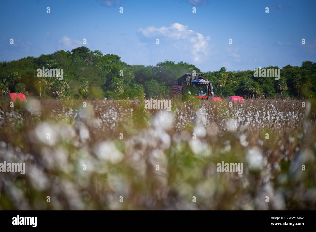 Ernteprozess mit schweren Landmaschinen auf Baumwollfeldern. Stockfoto